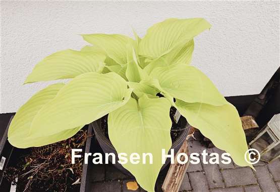 Hosta Wundergold